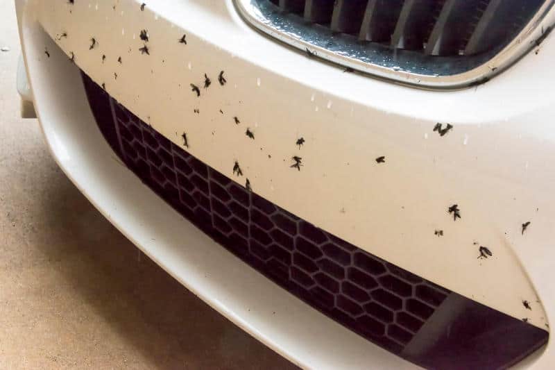 How To Get Bugs Off Your Car Easy Home Remedies Anyone Can Use